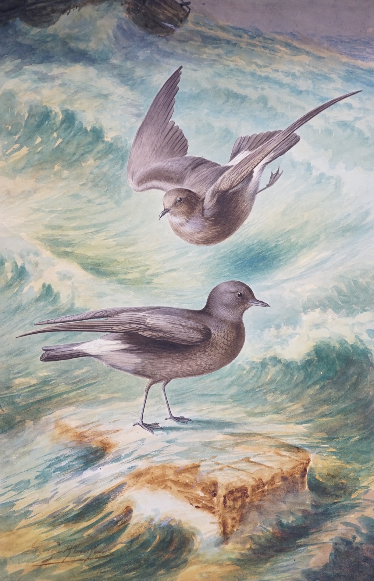 George Rankin (1864-1937), two watercolours on card, ‘Storm petrels’ and ‘Razorbills’, each signed, unframed, 46 x 29cm. Condition - fair to good